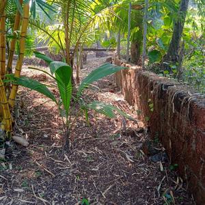 Nagaon Plot View 2