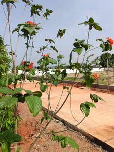 Residential Plot