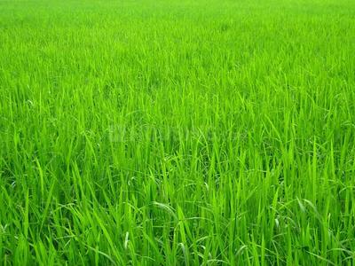 Image of 2400 Sq.ft Residential Plot / Land for sale in Sampatchak, Patna for Rs. 750000