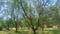Neral Plot View 2