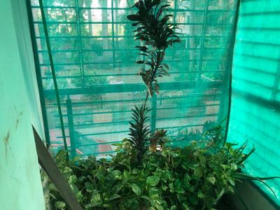 Balcony Image of 1700 Sq.ft 3 BHK Apartment / Flat for rent in Adajan Surat for Rs. 30000
