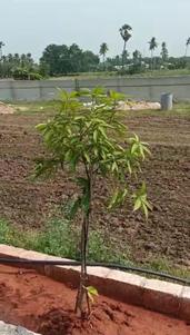 Image of 175 Sq.ft Residential Plot / Land for sale in Peddapur, Sangareddy for Rs. 2100000