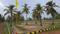 Melur Plot View 2
