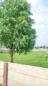 Image of 5000 Sq.ft 2 BHK Farm House for sale in Phanda Kala, Bhopal for Rs. 3800000