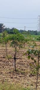 Agricultural Land