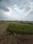 Pipla kinkheda Main Image 1