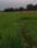 Babatpur Plot View 2
