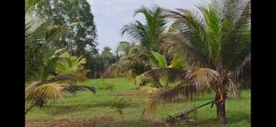 Image of 21780 Sq.ft Residential Plot / Land for sale in Kadappakkam, Chengalpattu, Chennai for Rs. 3750000