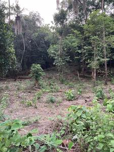Loutolim Plot View 2