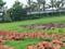 Benupur plotting project Main Image 1