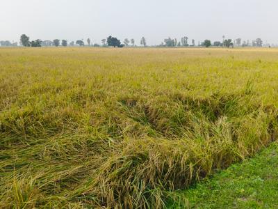 Image of 170000 Sq.ft Residential Plot / Land for sale in Baberpur Mandi, Panipat for Rs. 2000000000