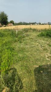 Agricultural Land