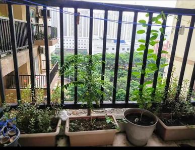 Balcony Image of Suarav Gupta in Noida Extension, Greater Noida