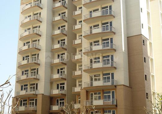 Tulip Petals Main Image 1