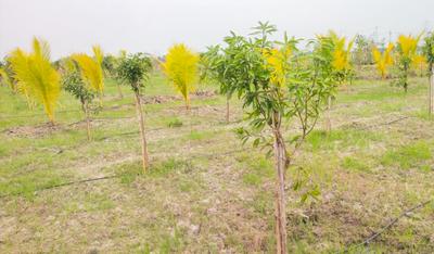 Image of 9600 Sq.ft Residential Plot / Land for sale in Walajabad, Chennai for Rs. 2400000