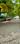 Vijaya Raja Spruce More Images 2
