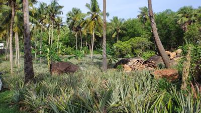 Image of 48563 Sq.ft Residential Plot / Land for sale in Mathicode, Kanyakumari for Rs. 180000000