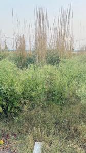 Residential Plot