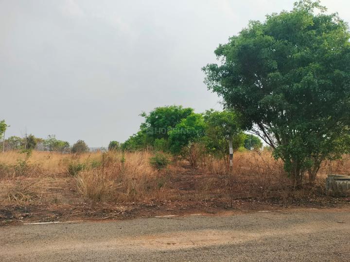 Magnolia Temple Tree Main Image 1