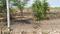 Annur Main Image 1