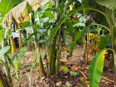 Thrippunithura Plot View 3