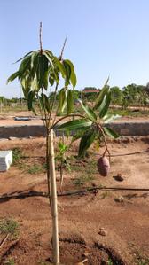 Image of 1800 Sq.ft Residential Plot / Land for sale in Vikarabad Town, Vikarabad for Rs. 2100000
