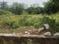 Sushant Golf City Plot View 2