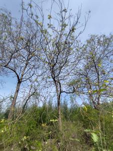 Image of 1200 Sq.ft Residential Plot / Land for sale in Kollar, Viluppuram for Rs. 1100000
