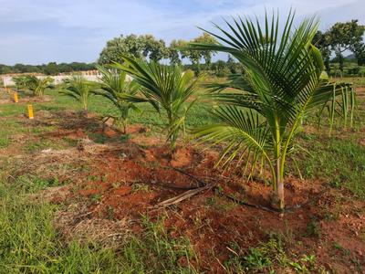 Residential Plot