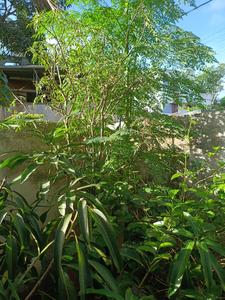 Image of 650 Sq.ft 2 BHK Independent House for sale in Attingal, Thiruvananthapuram for Rs. 1900000