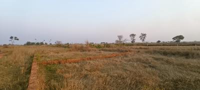 Patrapoda Plot View 2