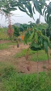 Image of 250 Sq.ft Residential Plot / Land for sale in Srungavarapu kota, Vizianagaram for Rs. 1500000