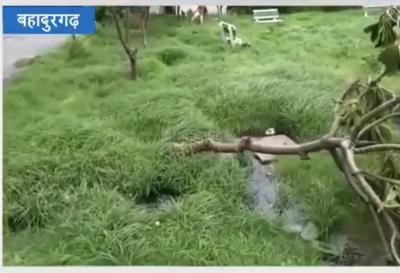 Image of 1350 Sq.ft Residential Plot / Land for sale in Sector 9, Bahadurgarh for Rs. 14000000