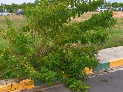 Image of 210 Sq.ft Residential Plot / Land for sale in JB Pristine City Phase 1, Vikarabad Town, Vikarabad for Rs. 2520000