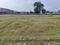 Dasna Plot View 1