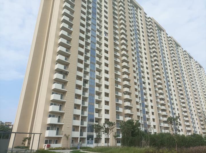 Tulip Yellow Main Image 1