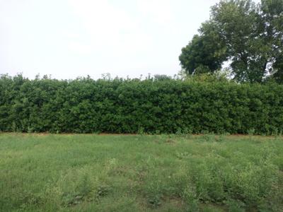 Mansha Oaks Plot View 2