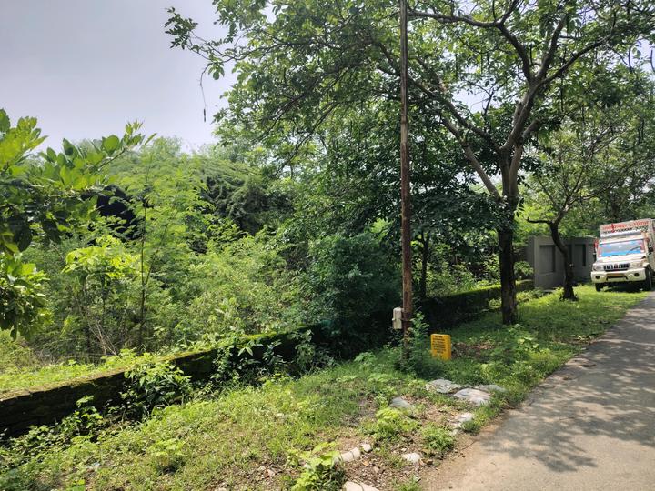 Cassia Fistula Estate Main Image 1