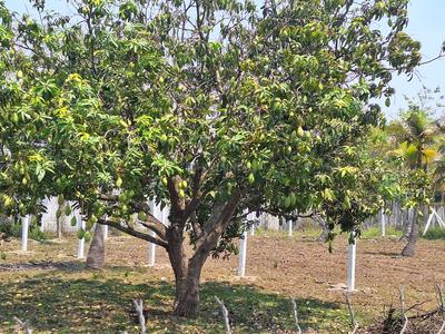 Image of 9000 Sq.ft Residential Plot / Land for sale in Madurantakam, Chennai for Rs. 3150000