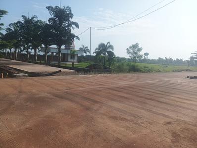 Pacheda 1 Plot View 1