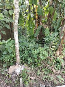 Image of 1082 Sq.ft Residential Plot / Land for sale in Uluberia, Howrah for Rs. 700000
