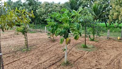 Image of 9600 Sq.ft Residential Plot / Land for sale in Panjappur, Tiruchirappalli for Rs. 8900000