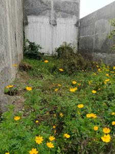 Image of 1000 Sq.ft Residential Plot / Land for sale in Amausi, Lucknow for Rs. 1000000