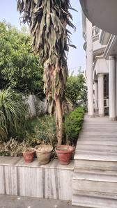 Image of 6000 Sq.ft 6 BHK Independent House for sale in Gomti Nagar, Lucknow for Rs. 42500000