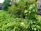 nill Plot View 2