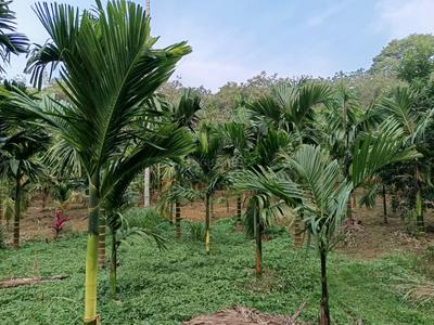 Image of 100000 Sq.ft Residential Plot / Land for sale in Koppa, Chikkamagaluru for Rs. 65000000