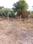 Ojhar Plot View 2