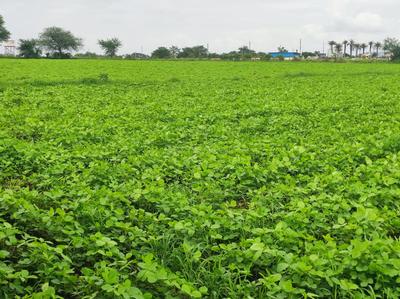 Image of 82500 Sq.ft Residential Plot / Land for sale in Mhow, Indore for Rs. 90200000