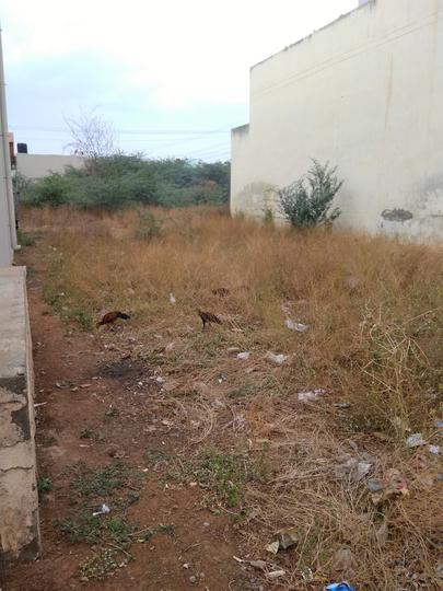 Alangulam Main Image 1