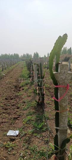 Pedda Gopalaram Main Image 1